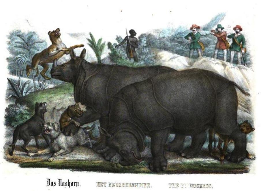 Rhinos and dogs