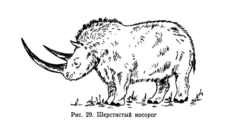 Reconstruction of Coelodonta antiquitatis (Blumenbach) after Gromova