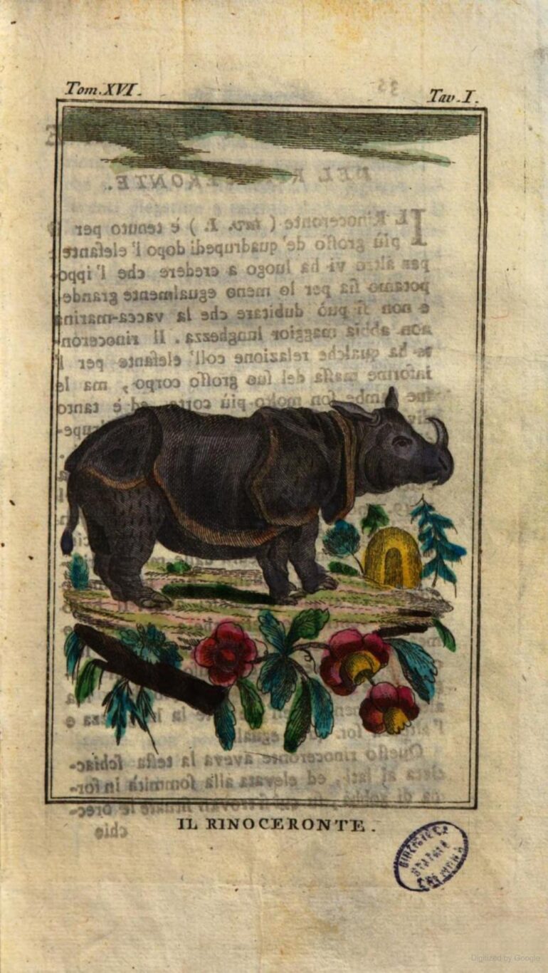 Italian Buffon 1788 Rinoceronte