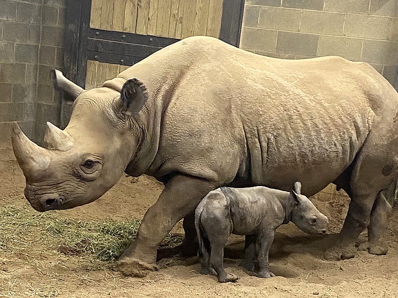 The Little Rock Zoo’s latest addition