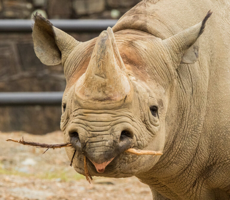 Johari of the Little Rock Zoo, Arkansas