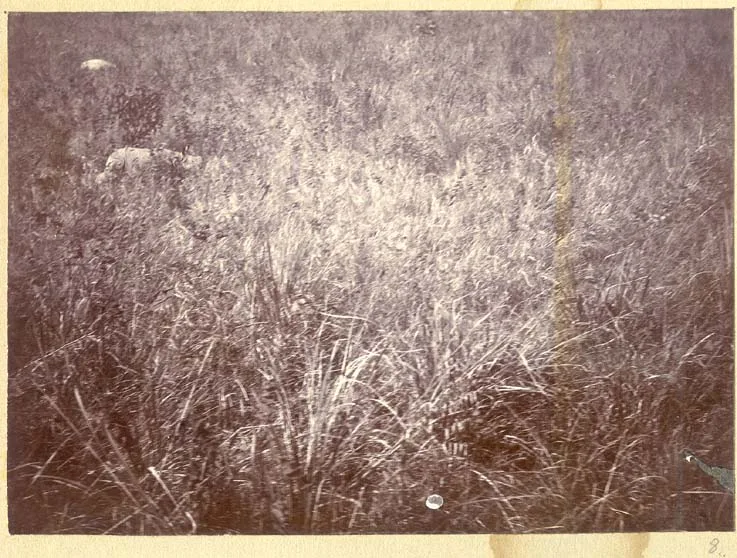 Nepal 1911