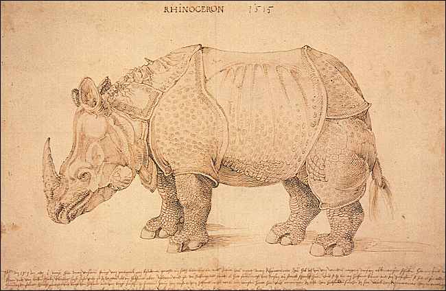 Durer 1515