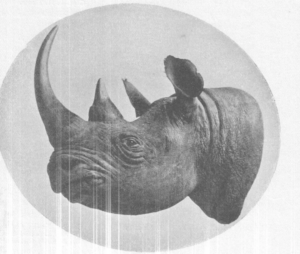 Trophy 1928