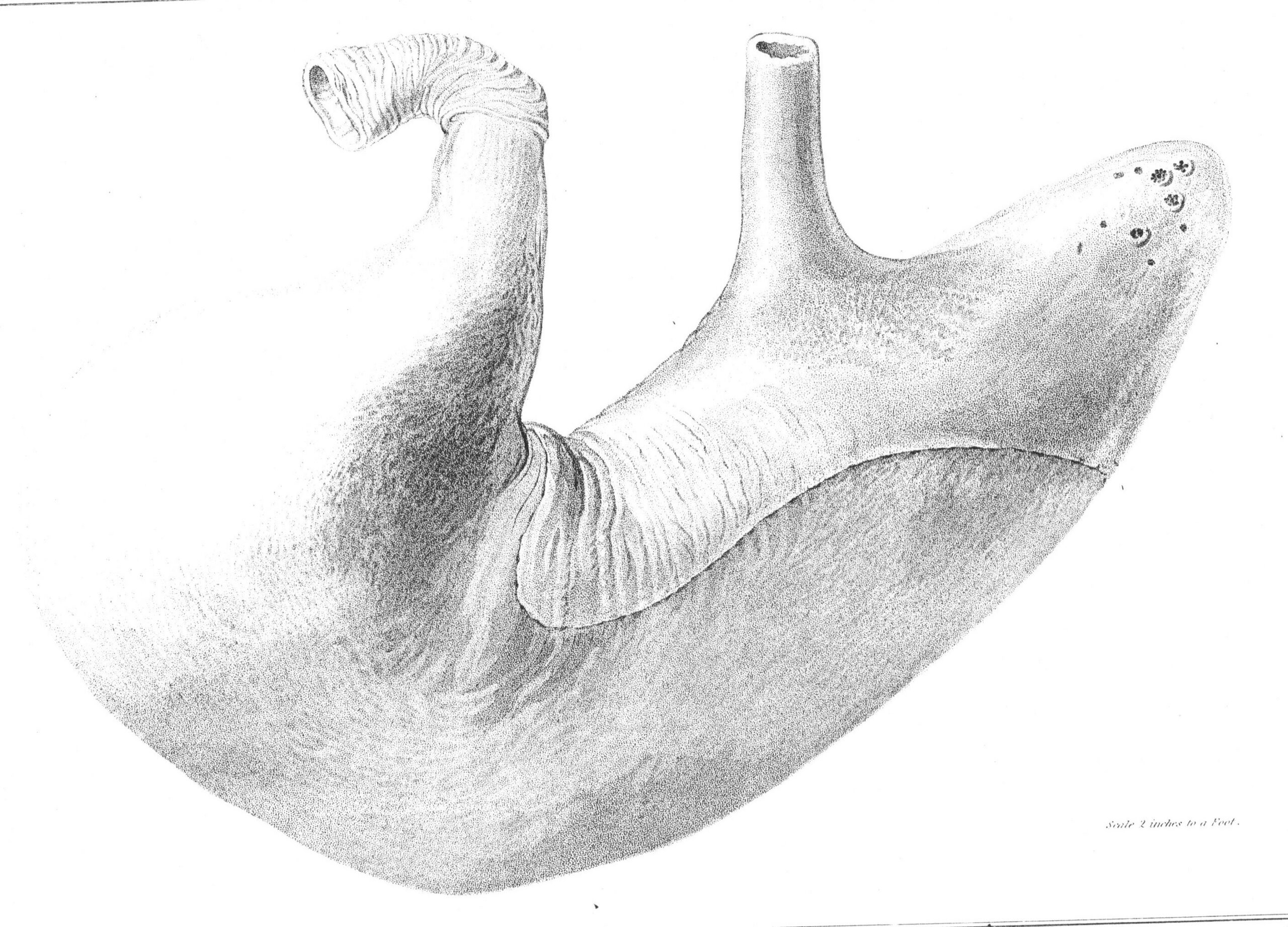 Stomach Rhinopithecus Stomach — Rhino Resource Center