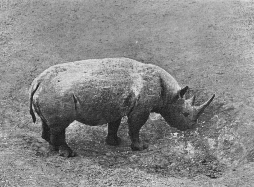 Kenya 1940