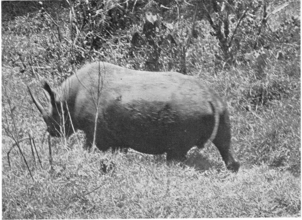 Kenya 1940