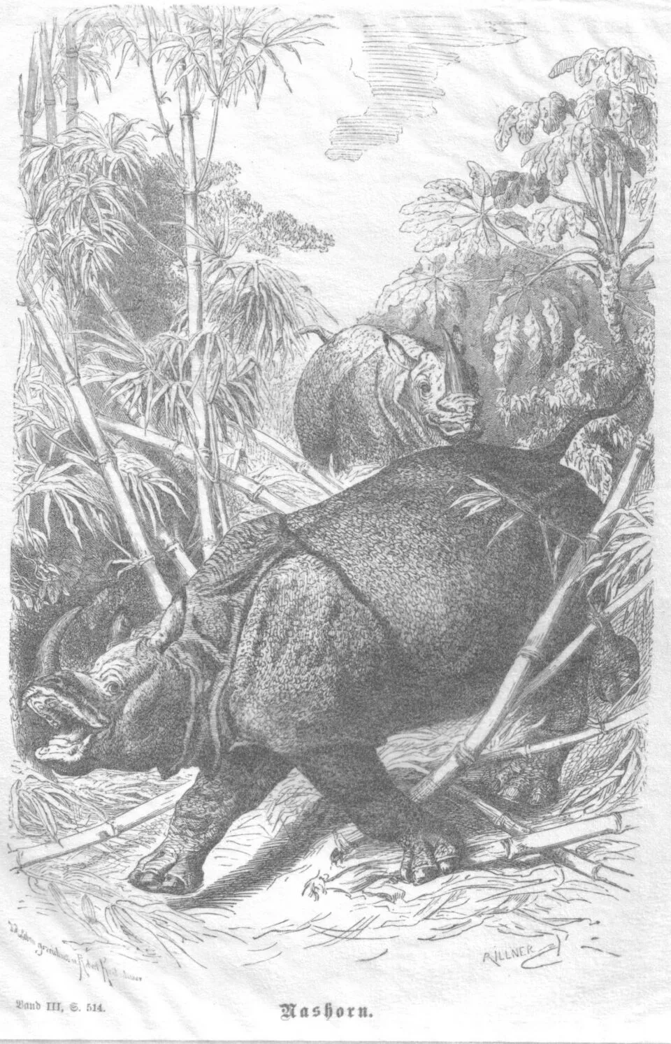 Brehm 1877