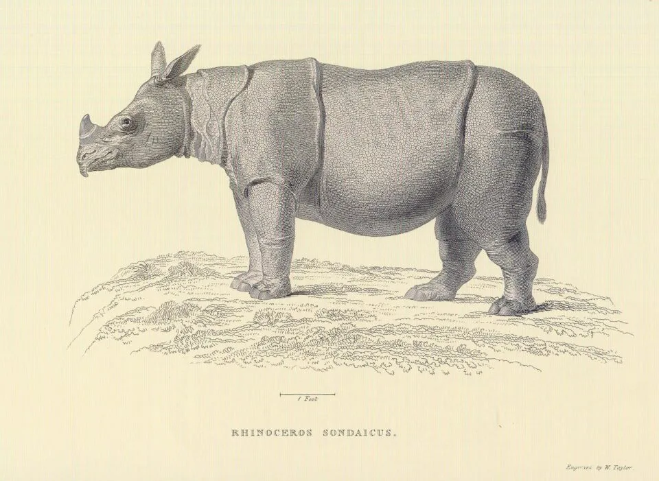 Horsfield 1824