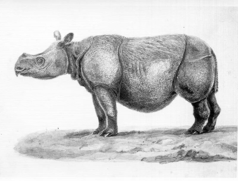 Muller 1839