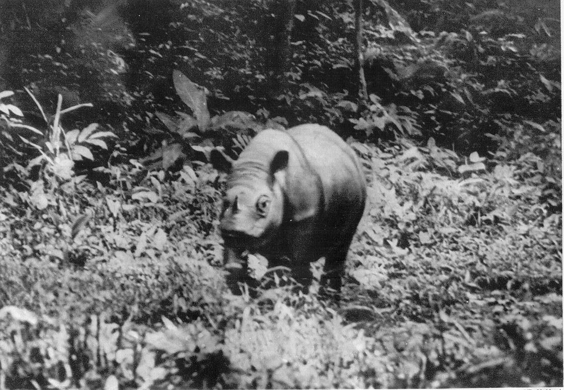 Kertam Malaysia 1939 — Rhino Resource Center