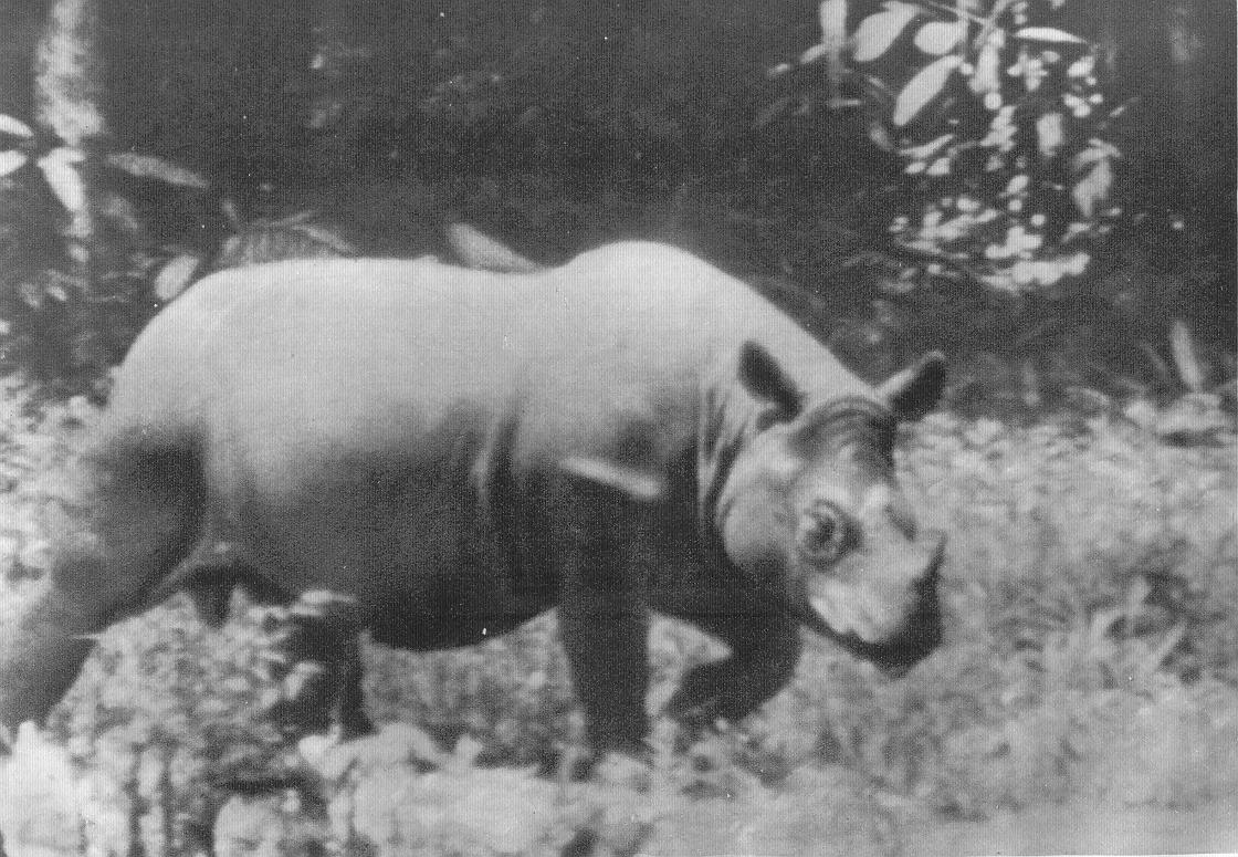 Kertam Malaysia 1939 — Rhino Resource Center