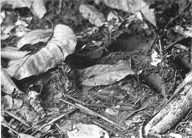 Ujung Kulon 1968