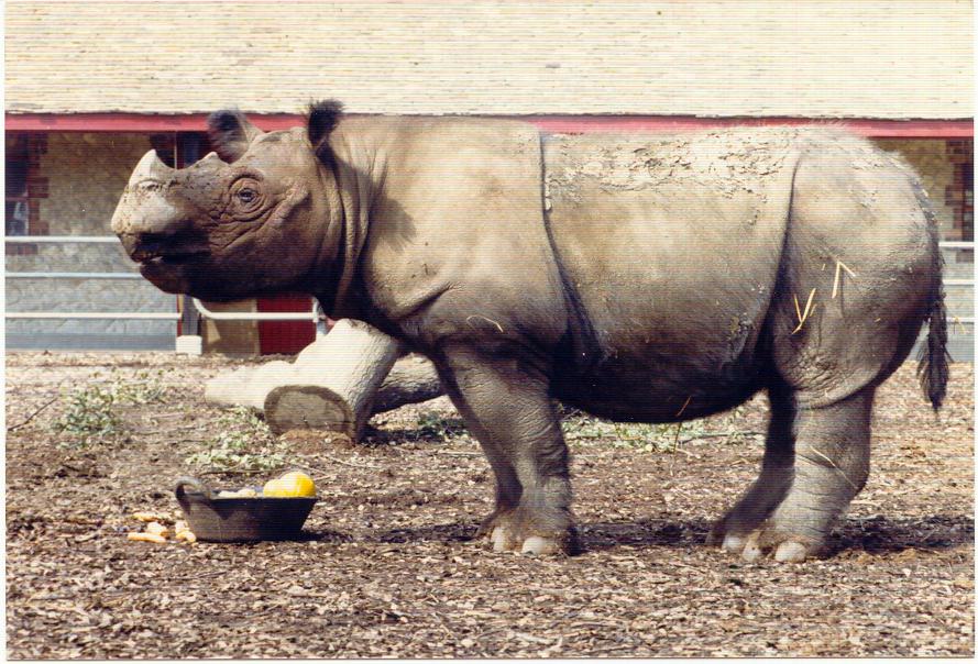 Port Lympne 1986