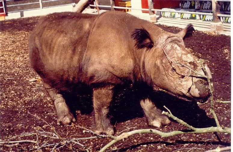 Port Lympne 1986