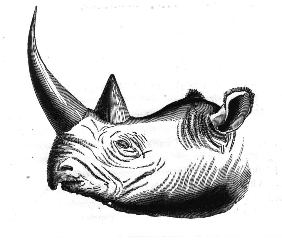 Burchell 1824
