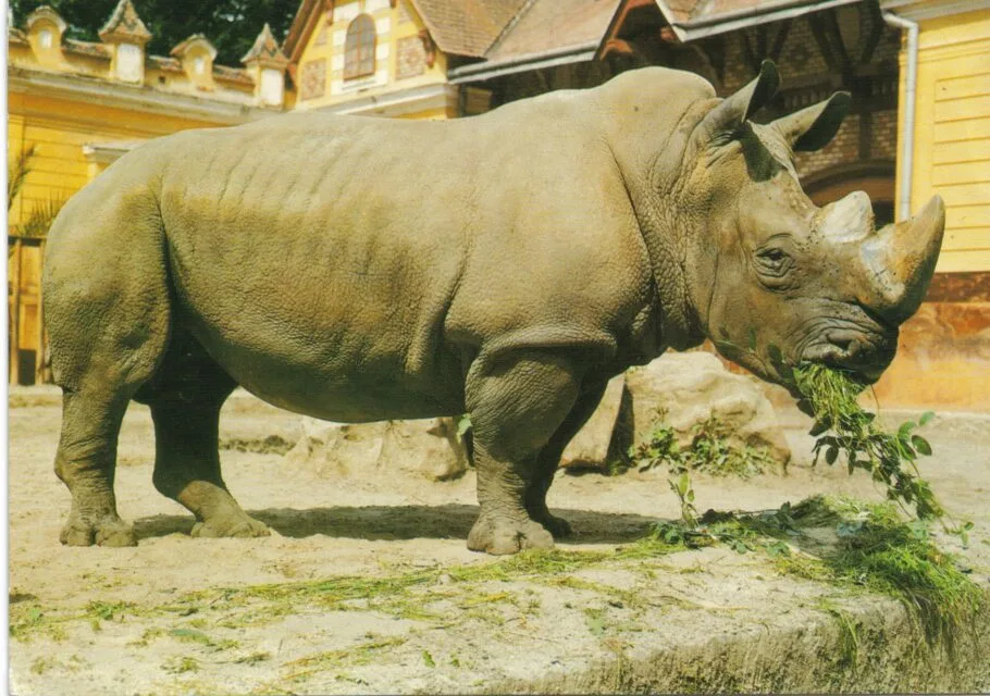 Lesna 1985 — Rhino Resource Center