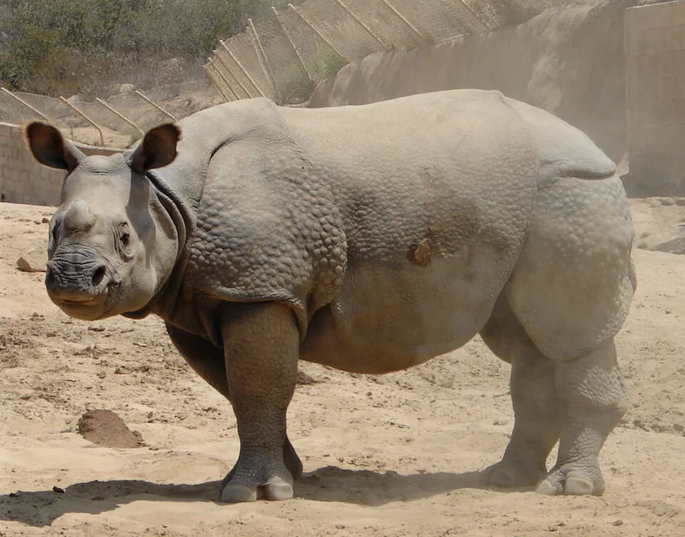 San Diego’s Wild Animal Park
