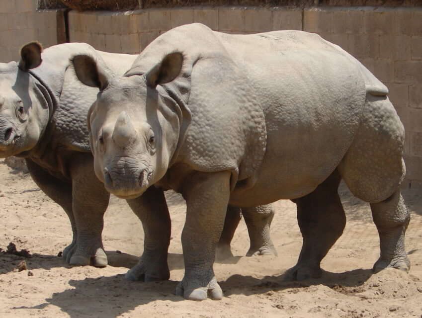 San Diego’s Wild Animal Park
