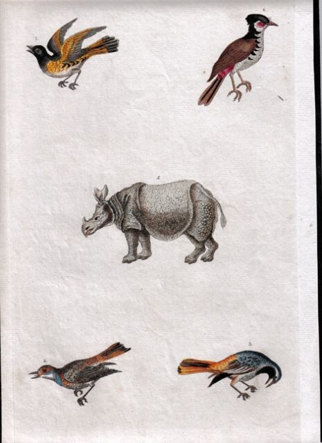 Rhinoceros among birds