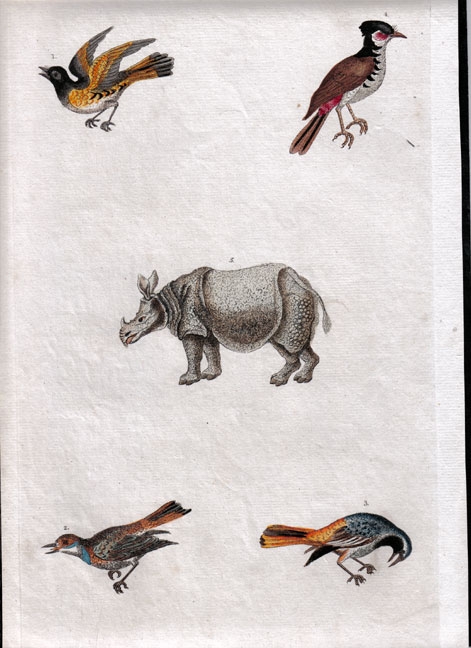 Rhinoceros among birds