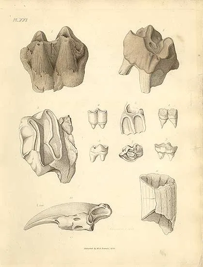 Parkinson 1811 Fossil teeth