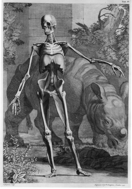 Albinus 1749 English edition