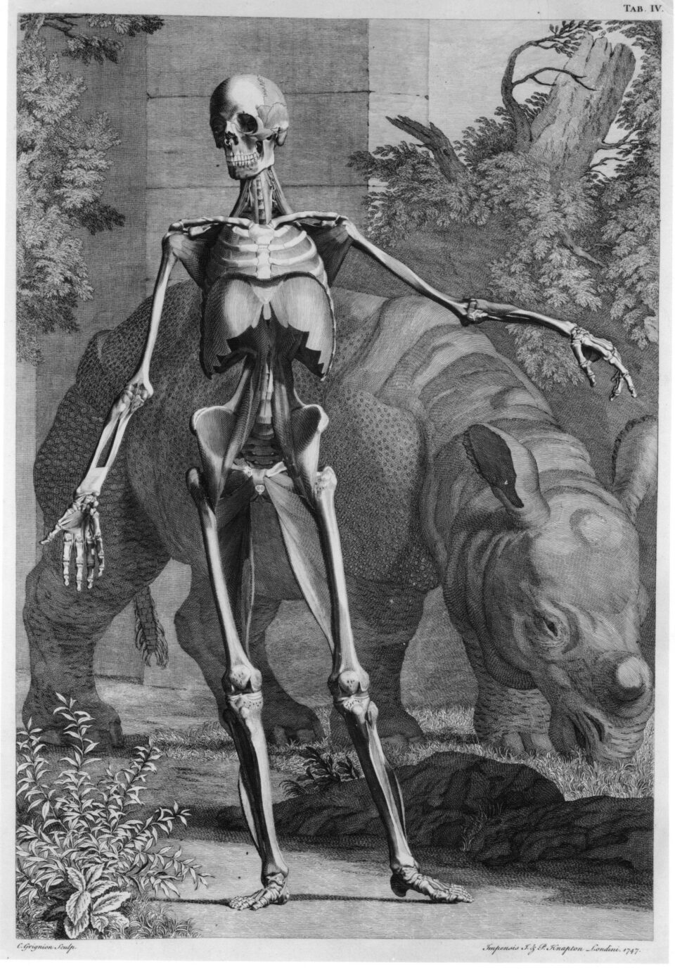 Albinus 1749 English edition