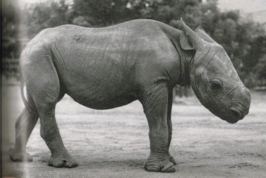Tsavo 1960