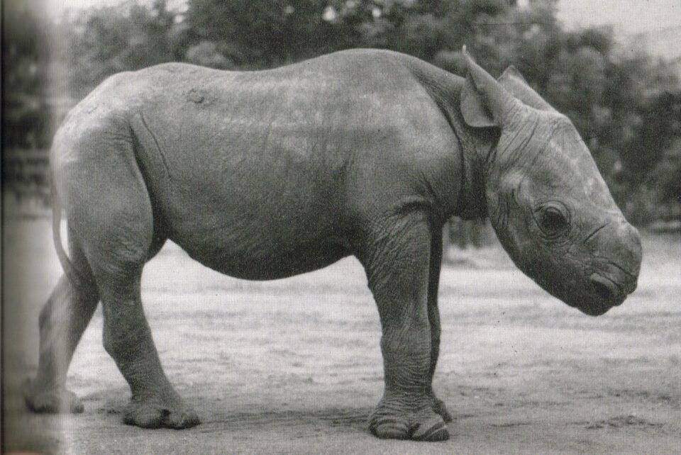 Tsavo 1960