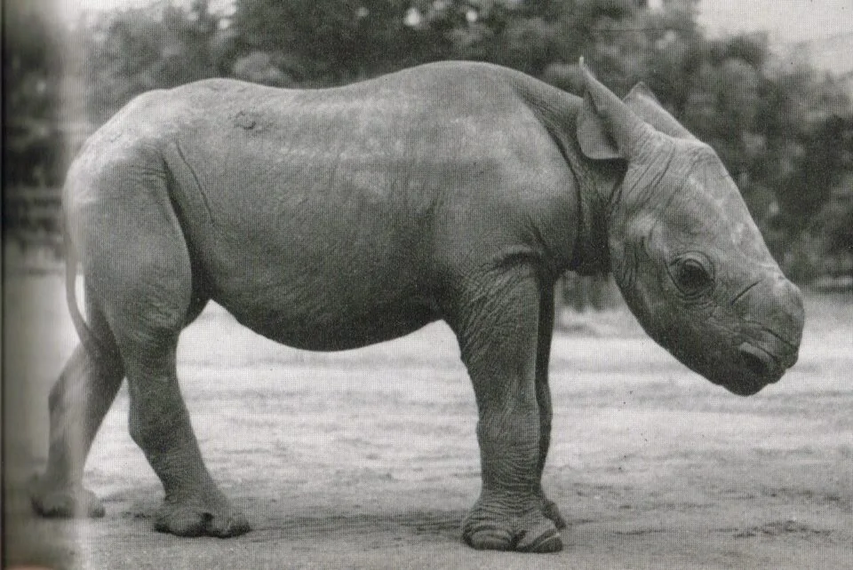 Tsavo 1960