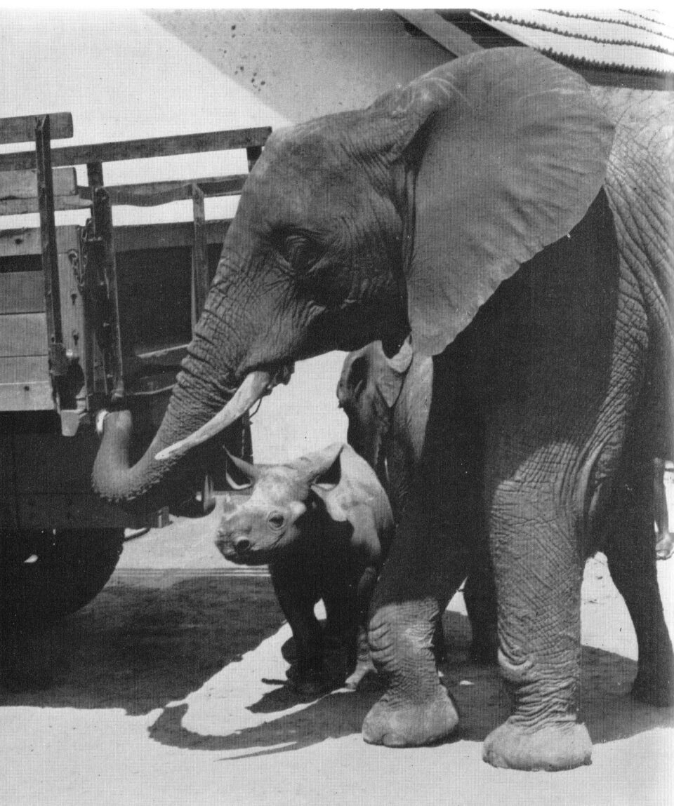 Tsavo 1960