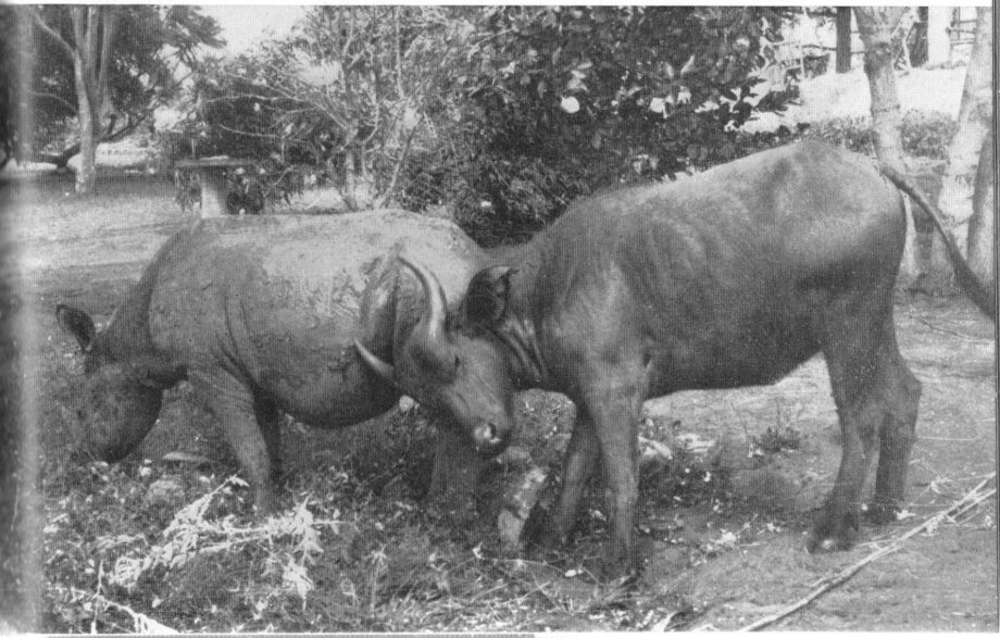 Tsavo 1960