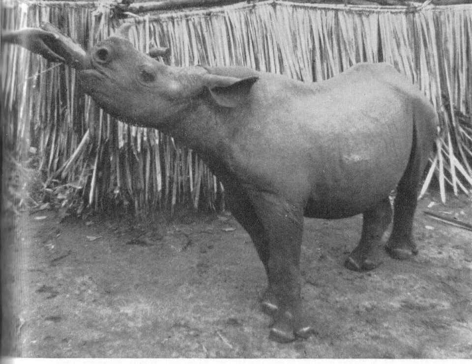 Tsavo 1960