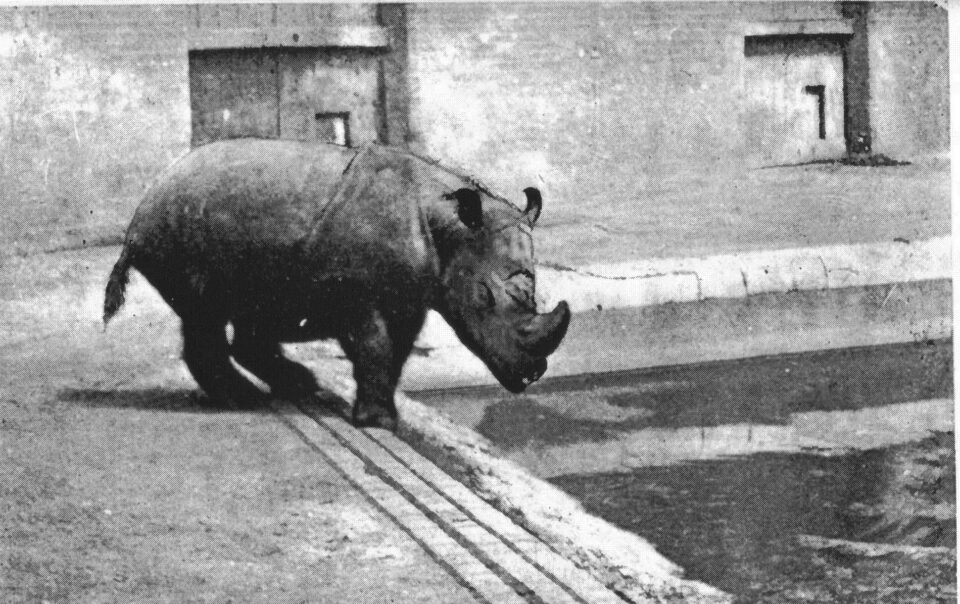 Sumatran 1907 London