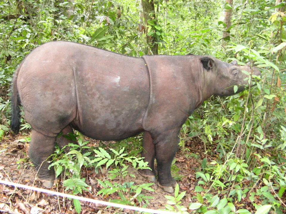 Way Kambas 2007