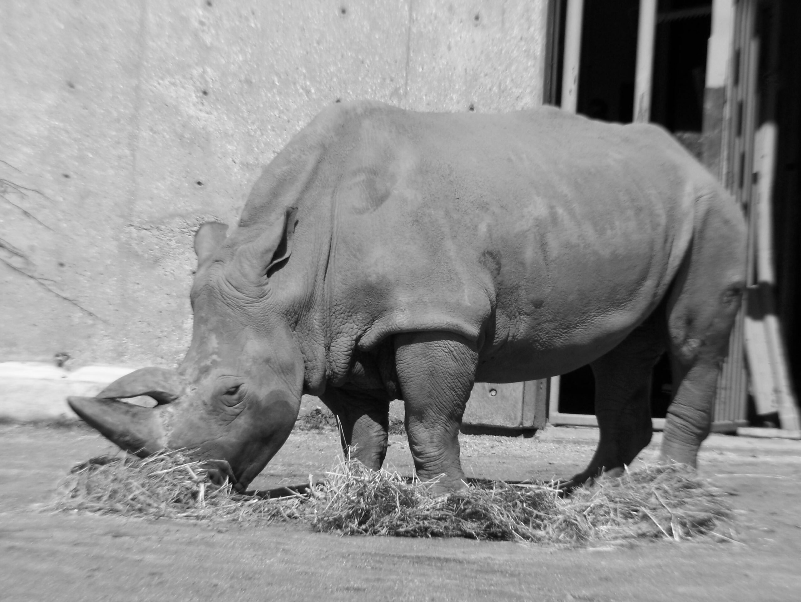 Madison 2007 — Rhino Resource Center
