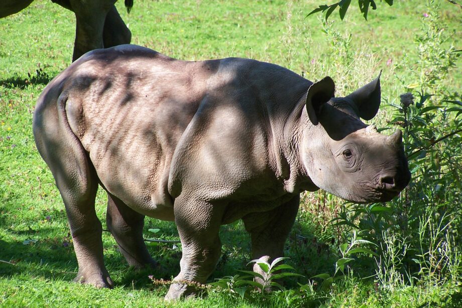 Paignton Zoo Environmental Park