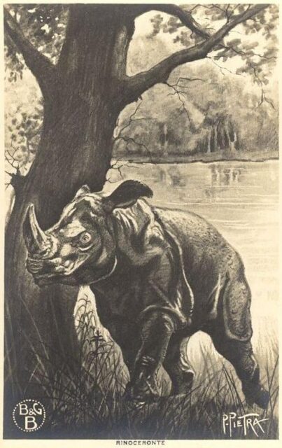 Rinoceronte