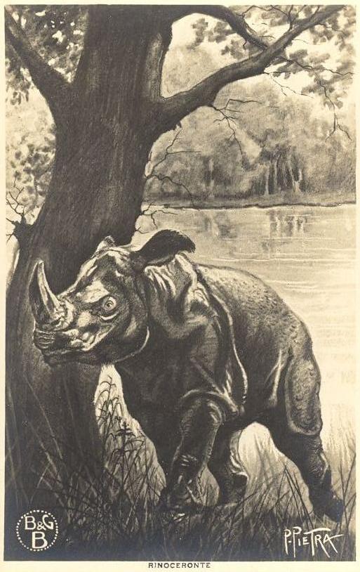Rinoceronte