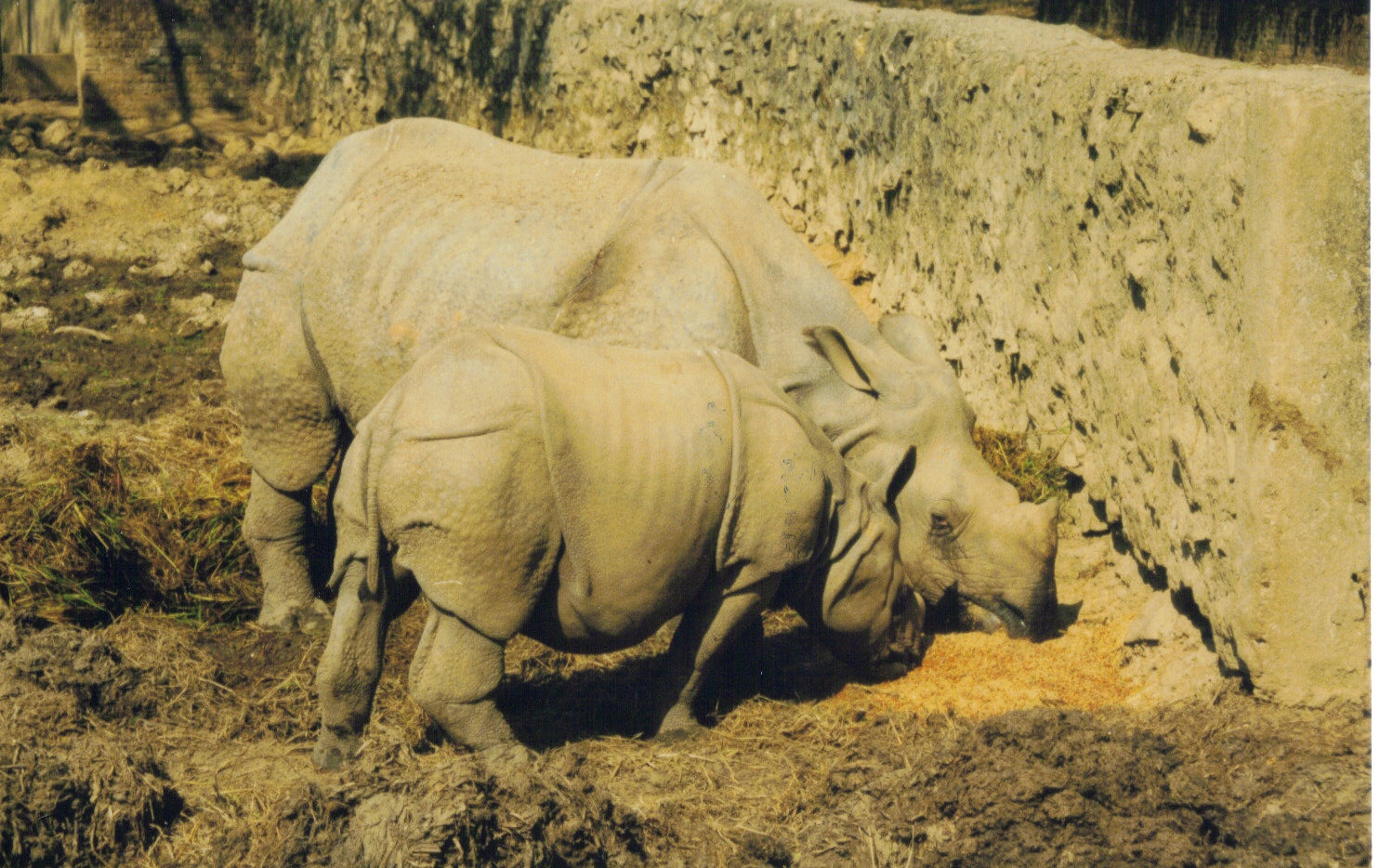 Gauhati 1996 — Rhino Resource Center