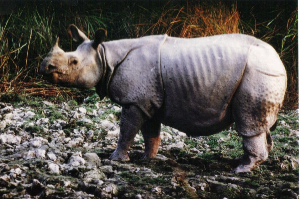 Kaziranga