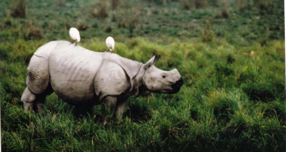 Kaziranga