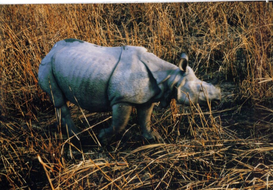 Kaziranga