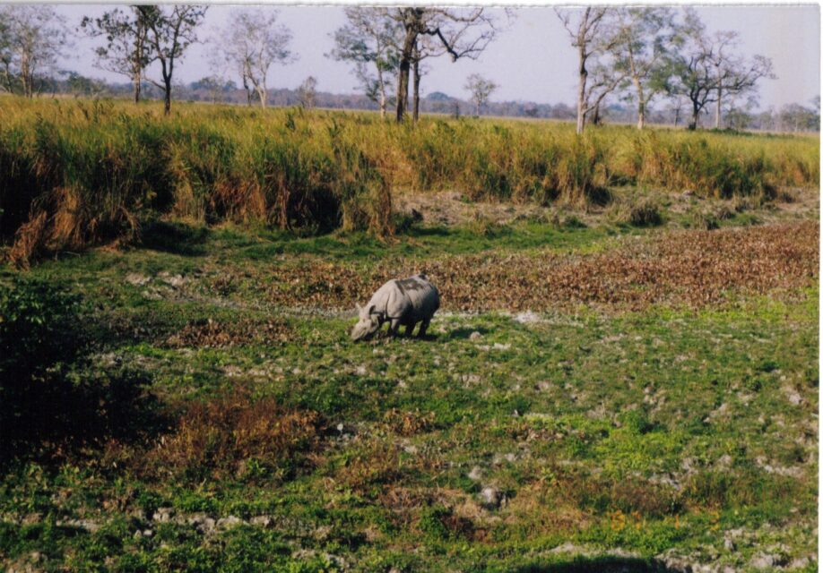 Kaziranga