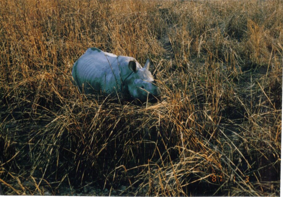 Kaziranga
