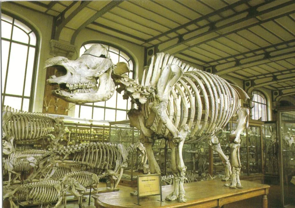 Versailles rhino