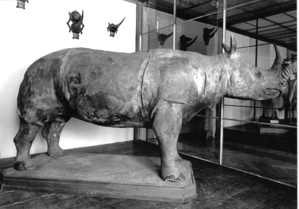 Schreyer’s Rhino