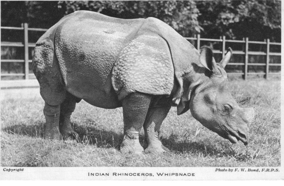 Whipsnade 1936