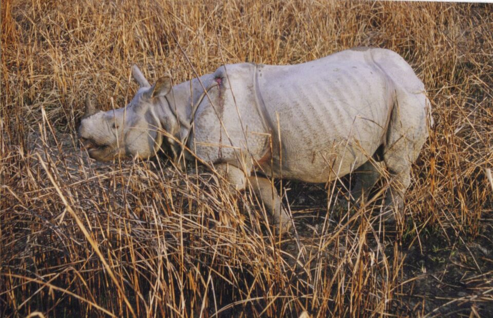 Kaziranga